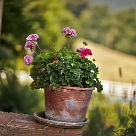 Ibarra Zalla Llantada