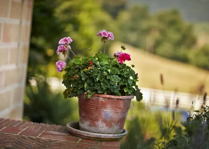 Ibarra Zalla Llantada