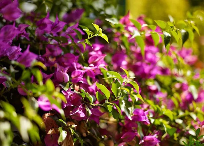 Otel Ibarra Zalla Llantada